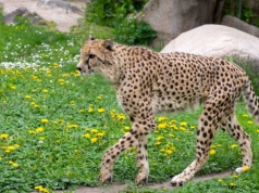 Nowi mieszkańcy w gdańskim zoo. Wśród nich gepard Bandzior