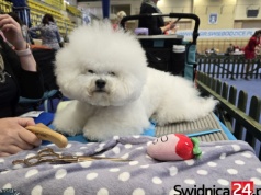 Blisko 600 psów na krajowej wystawie w Świebodzicach