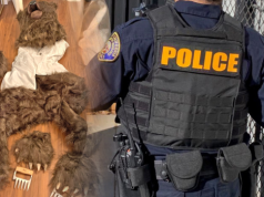 Przebierali się za niedźwiedzia i zniszczyli auta. Wyłudzili pieniądze