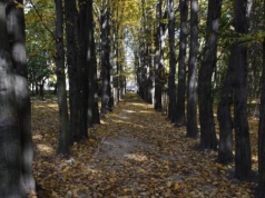 Mroczny sekret parku Belzackiego – kto spoczywa pod jednym z parkowych drzew?