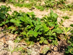 Wiosną truskawki tego potrzebują. Większość o tym zapomina