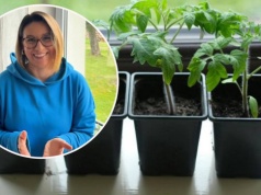 "Myziaj" sadzonki raz dziennie, a odwdzięczą się siłą. Działa lepiej niż niejeden nawóz