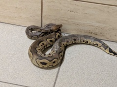 Prądnik Biały. Niecodzienna interwencja policji. Policja wkroczyła do mieszkania