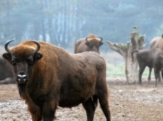Żubry w Polsce wpadają pod pociągi i giną z głodu. Co się dzieje?