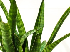 Zacznij podlewać tym sansewierię. Wystrzeli liśćmi jak z procy