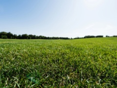 Naukowcy z UJ: trawę warto kosić mozaikowo i nie częściej niż raz w miesiącu