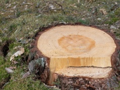 Zamiast męczyć się z karczowaniem, wsyp to w pień. Po czasie zrobi się kruchy i słaby