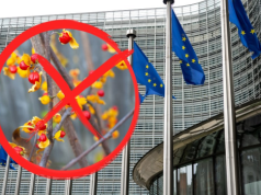 Popularna roślina zakazana przez UE. Możesz dostać ogromną karę finansową