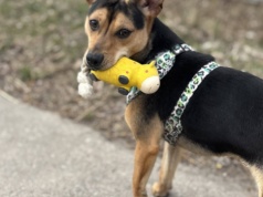 Szukają domów. Poznaj historie zwierzaków z konińskiego schroniska