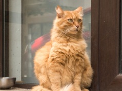 Kotka z Niemiec wróciła do domu po 11 latach. Pomógł polski czip