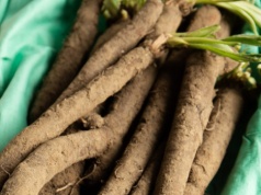 Zapomniane warzywo wraca na stoły. Smakiem zaskakuje bardziej niż szparagi