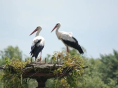 Bociany w Mysłowicach: Czy wrócą do gniazda przy ul. Wybickiego?