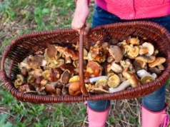 W lasach zaroiło się od grzybów. Można wychodzić z pełnymi koszykami