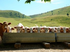 Ponad 200 tys. ha do sprzedaży, ale może być i 300 tys. ha. W pakiecie stado 10,5 tysiąca sztuk bydła