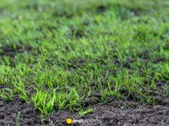 W kwietniu podlewaj tym trawnik. Potrzebne składniki znajdziesz w kuchni