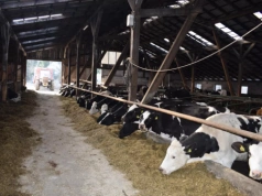 Mleko drożeje, ale zyski znikają. Koszty uderzają w rolników z pełną siłą