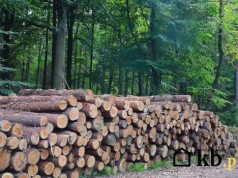 Drewno opałowe od leśniczego? Nawet poniżej 100 zł/m3! Jest haczyk