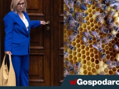 Uwaga, absurd! Pszczoły na celowniku minister klimatu