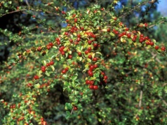 Zastępuje trawnik i nadaje się na żywopłot. Posadź w ogrodzie już wiosną