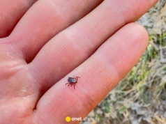 Gdzie kleszcze mogą się ukryć? Miejsca, które warto sprawdzić po spacerze