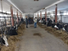 Co roku kupują nową maszynę i zwiększają produkcję mleka. Młodzi rolnicy idą do przodu