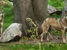 Trute, rozjeżdżane autami, uderzane siekierą. Polska Ludowa tępiła wilki bez opamiętania