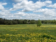 Zaczyna kwitnąć roślina przed którą ostrzegali rodzice. Okazuje się, że niesłusznie