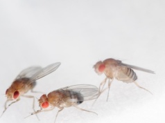 Genetycznie modyfikowane ryby i muszki owocowe neutralizują rtęć