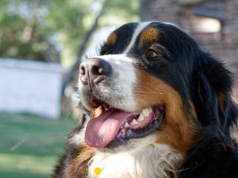 Psy jako terapeuci? Ta szkoła jest pionierem dogoterapii w Polsce