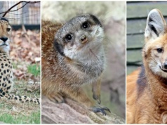 Gepard Bandzior, rozbrykane surykatki i pampasowiec grzywiasty zamieszkały w gdańskim zoo