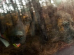 Blisko 200 psów w Parku 1000-lecia. Wystawa kynologiczna w Chojnicach