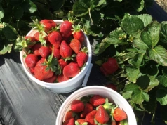 Zrób to z truskawkami do końca kwietnia. W czerwcu zbierzesz dwa razy więcej owoców