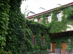 Jak pozbyć się bluszczu? Odetnij go w jednym miejscu, a zacznie sam znikać