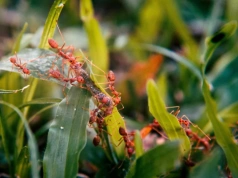 Zblenduj to warzywo i wlej do mrowiska. Mrówki znikają nawet w jeden dzień