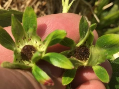 Przymrozki i śnieg wracają. Jagodowym grożą kolejne uszkodzenia