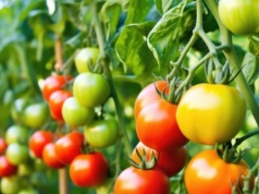 Zawsze sadzę obok pomidorów. Takich plonów nie ma nikt w okolicy