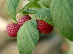 Rozsyp to pod malinami wiosną, a latem nie nadążysz ze zbiorem. Owoce będą większe i słodsze