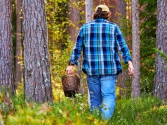 Grzyby w lasach już są. Pojawiły się rarytasy, ale łatwo o fatalną pomyłkę