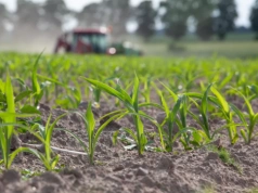 Nawożenie dolistne – jak szybko rośliny pobierają składniki pokarmowe?