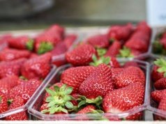 Tak oszukują nas na truskawkach. Na straganach wciskają kit, a ty za to płacisz