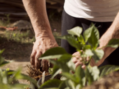 Popularna roślina będzie zakazana, a nadal jest w sprzedaży. Kara do 1 mln zł