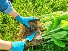 To najlepszy termin by przesadzić funkie. Sprawdź i nie przegap