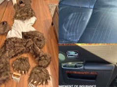 USA: trzech gości zostało skazanych za przebieranie się za niedźwiedzia, atakowanie aut i wyłudzanie ubezpieczenia