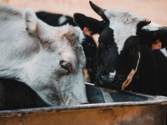 Czosnek chroni bydło przed muchami. Trzeba go dodać do wody