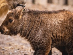 Jest mała i złota. Niezwykle tajemnicze zwierzę urodziło się w Polsce