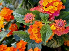 Zapomnij o surfiniach. W tym roku postaw na "wieczny" krzew. Balkon utonie w kwiatach