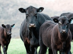 Ponad 200 tys. hektarów i stado 10,5 tysiąca sztuk bydła na sprzedaż