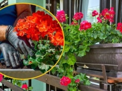 Sadzić kwiatki na balkonie już teraz, czy poczekać? Wtedy jest najlepsza pora