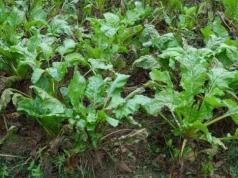 Polska jednym z filarów cukru w UE. Co szósty kilogram z naszych pól