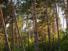 Leśnicy z Kartuz chcą powiększyć lasy. Zachęcają do sprzedaży gruntów